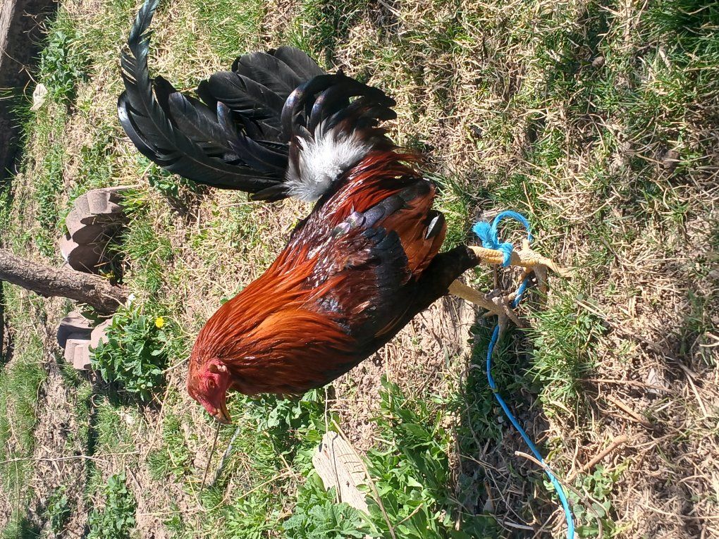 gamefowl roosters and hens