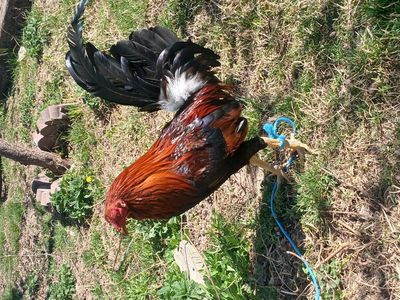 gamefowl roosters and hens