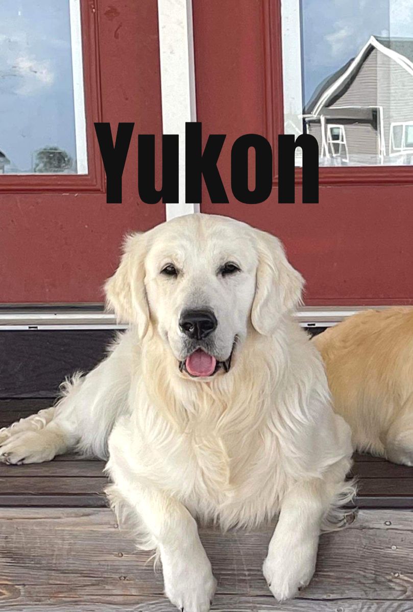 Golden Retrievers,  English Cream
