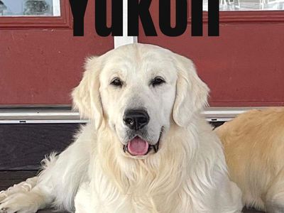 Golden Retrievers, English Cream