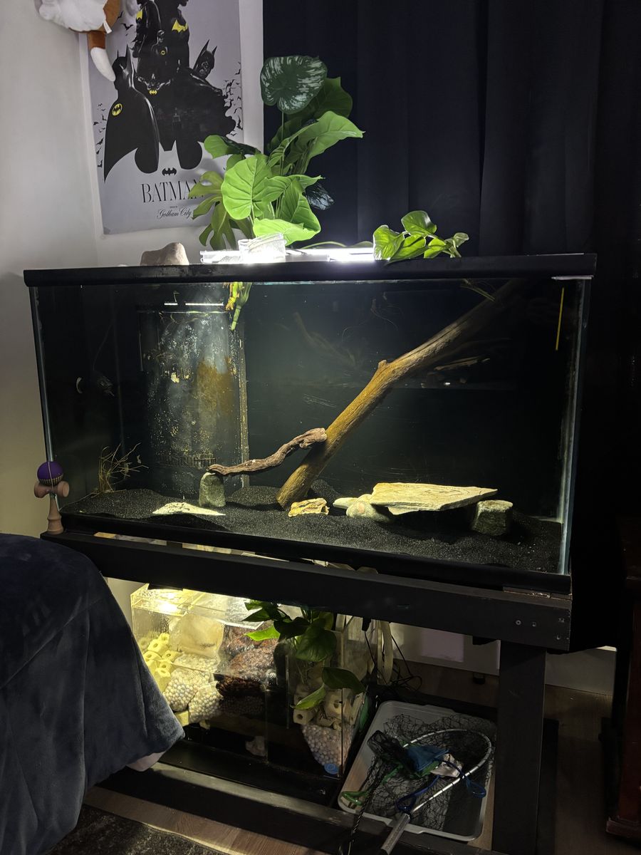 90 gallon full set up