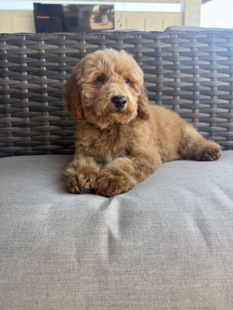 Darling Kennel Trained MIni Goldendoodle Puppies
