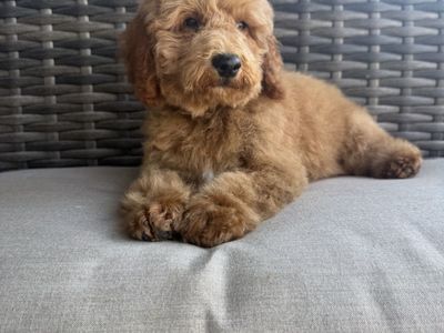 Darling Kennel Trained MIni Goldendoodle Puppies