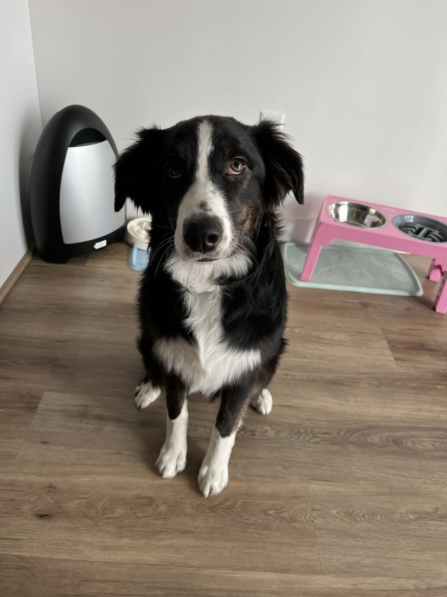Mira 1 year old puppy