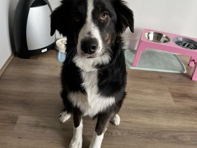 Mira 1 year old puppy