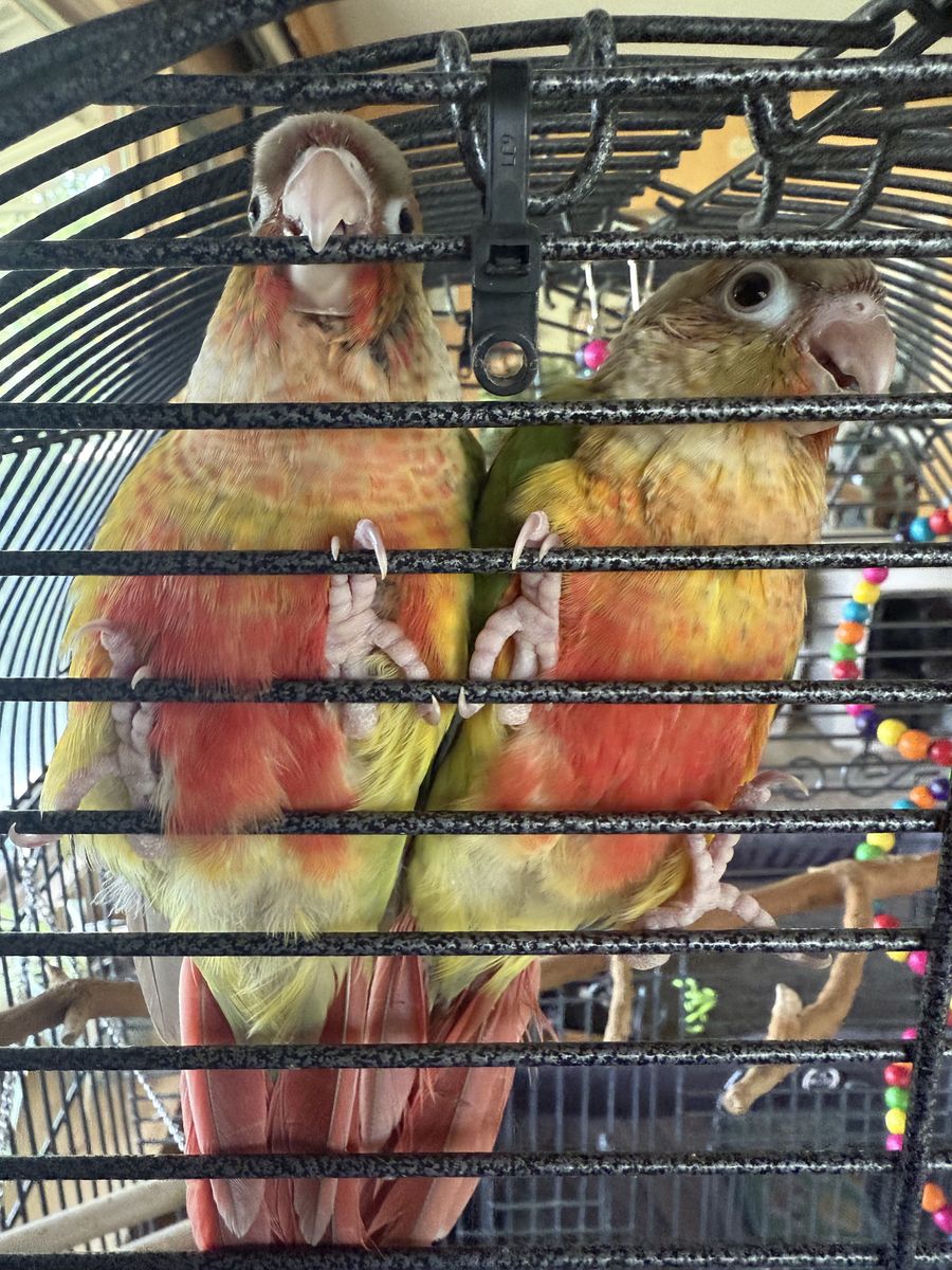 Sweet, Friendly Handfed Greencheek Conures