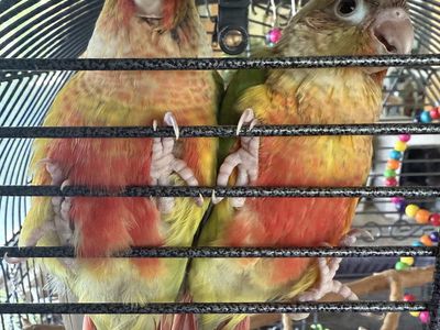 Sweet, Friendly Handfed Greencheek Conures