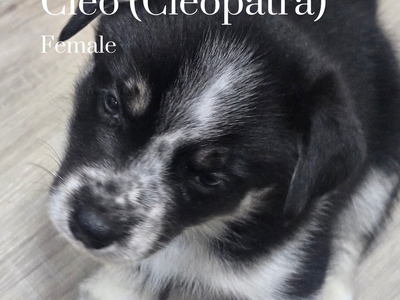 Husky Mix Puppies For Sale!