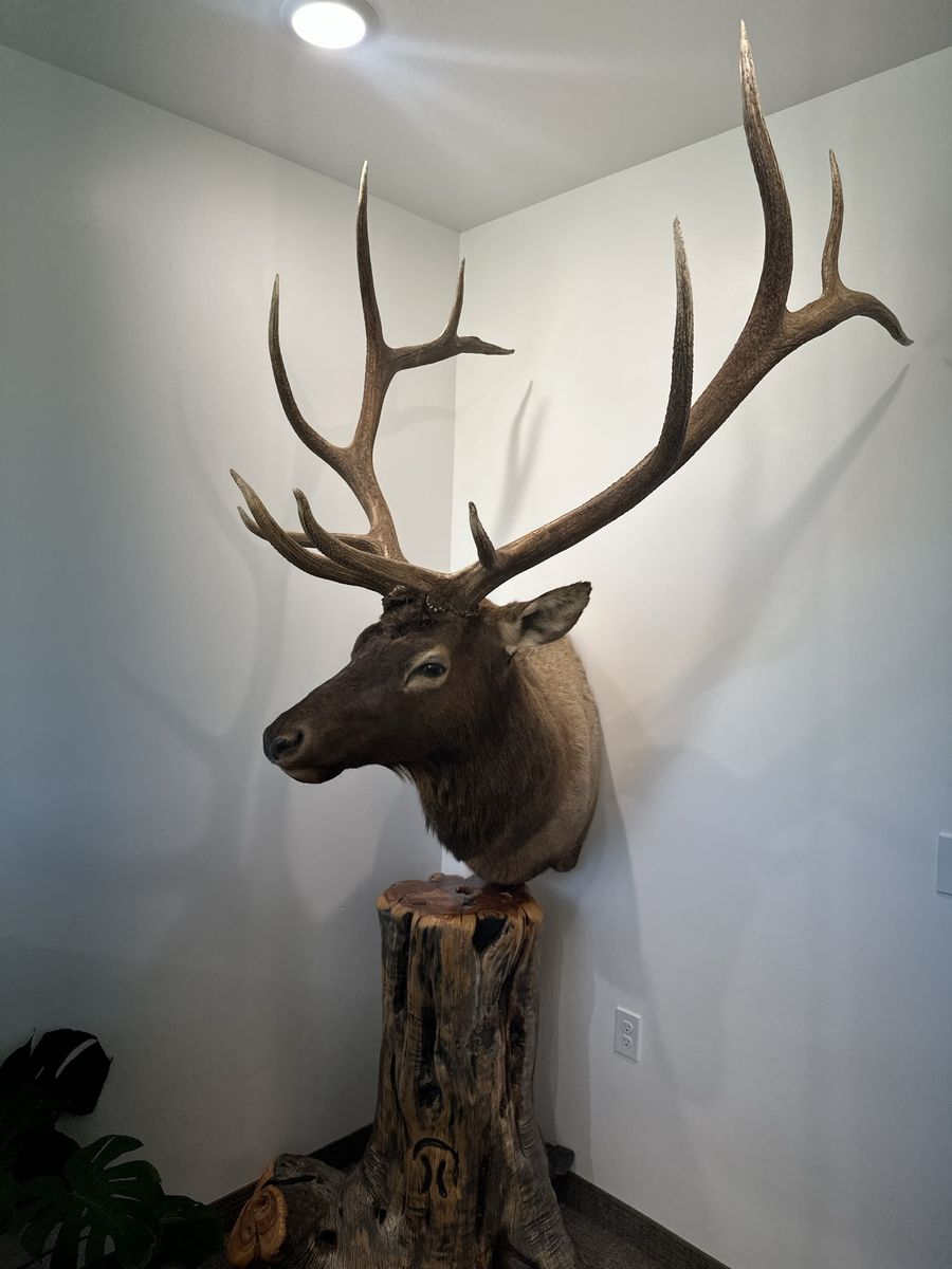 Trophy Bull Elk Shoulder Mount + Log Pedestal