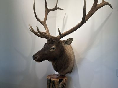 Trophy Bull Elk Shoulder Mount + Log Pedestal