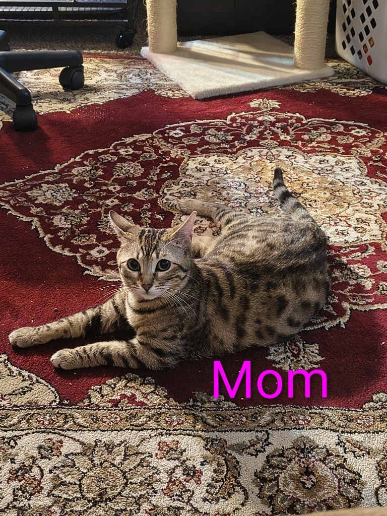 Bengals kittens coming soon please read ad