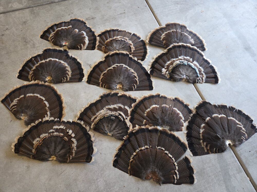 Turkey Tail Fans