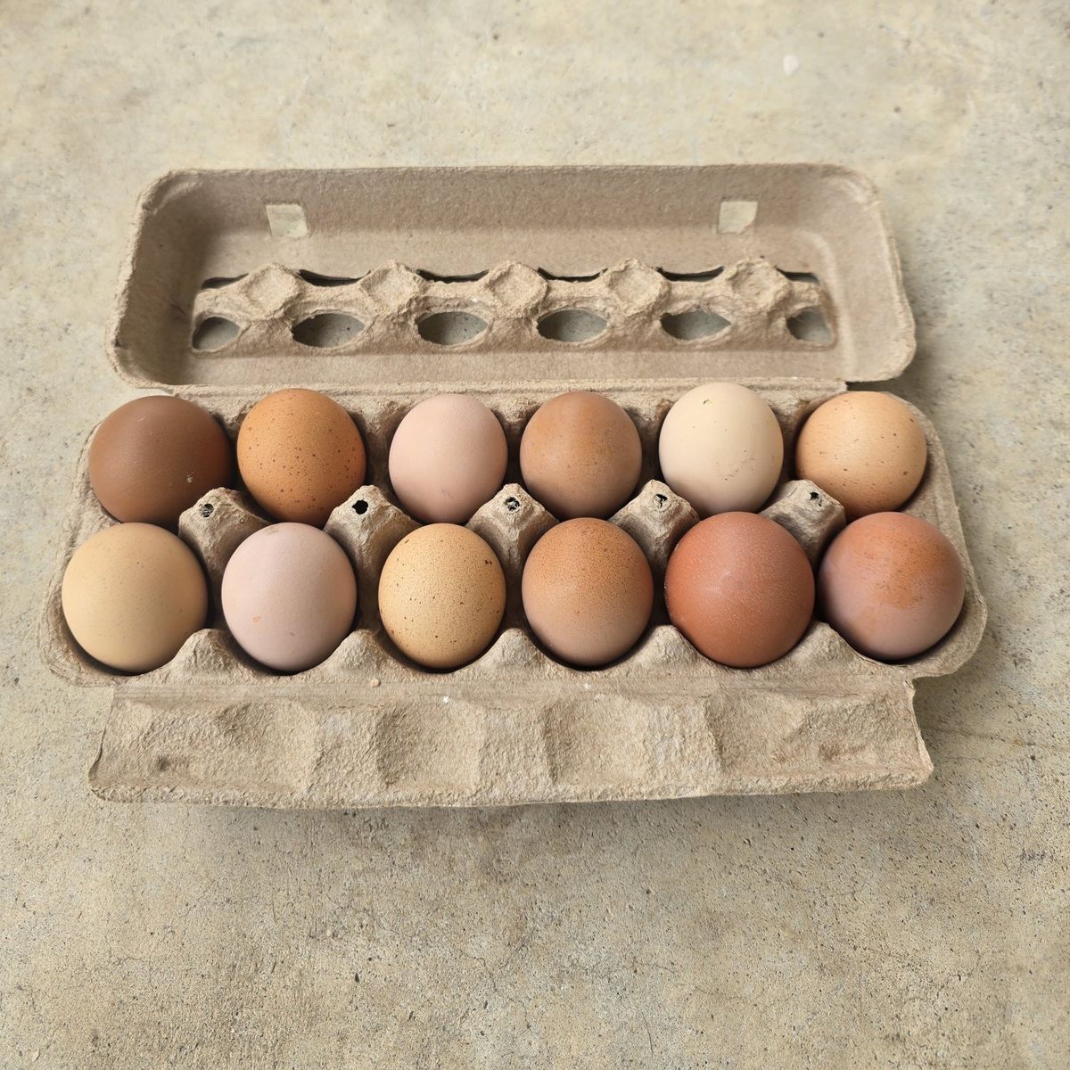 Heavy Bloom Hatching Eggs