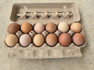 Heavy Bloom Hatching Eggs