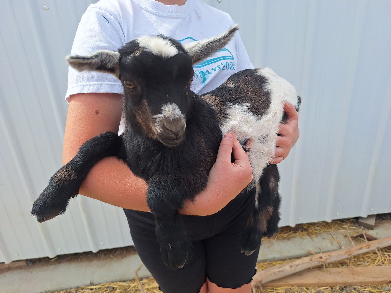 Baby Fainting Goats (Disbudded)
