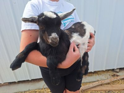 Baby Fainting Goats (Disbudded)