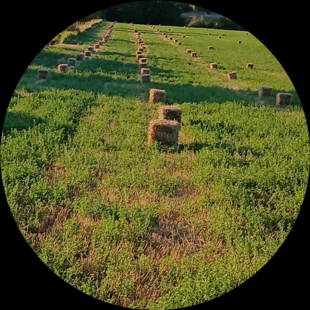 June grass/alfalfa mix for sale