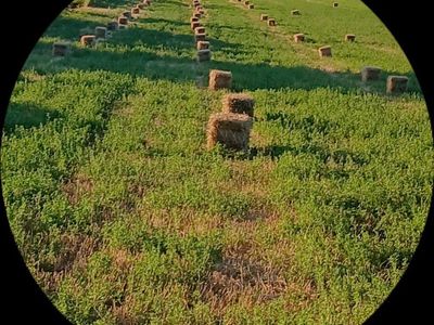 June grass/alfalfa mix for sale