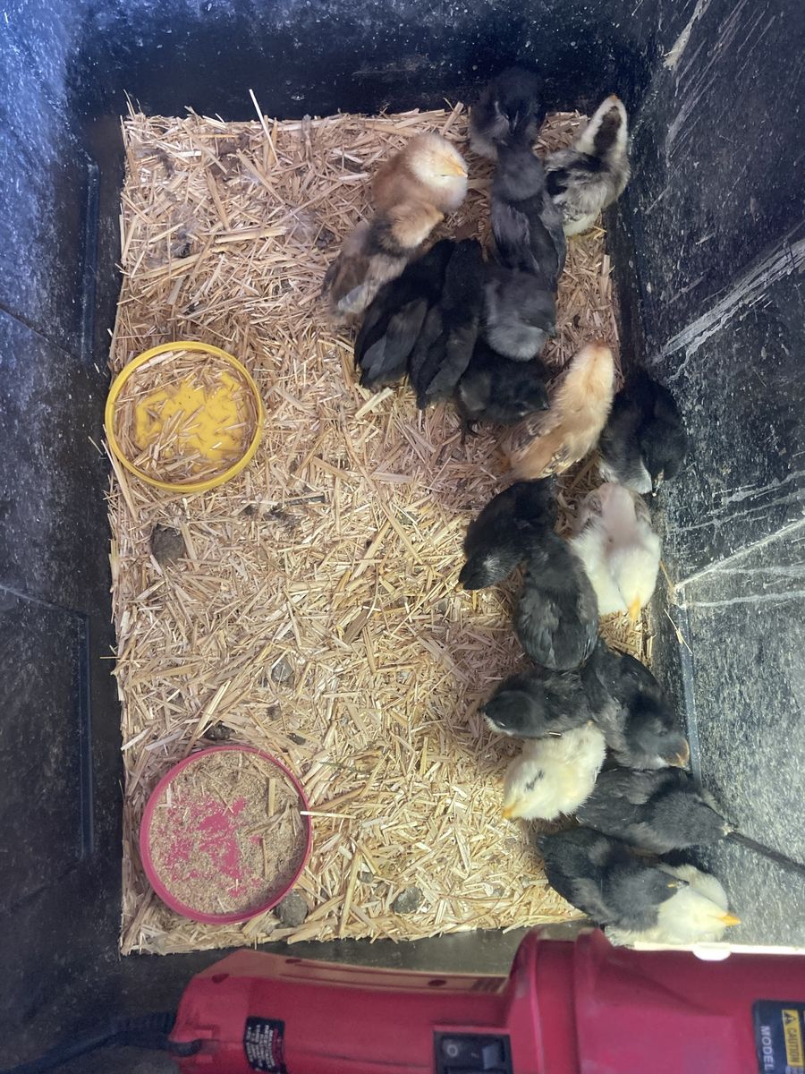 Chicks