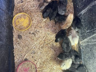 Chicks