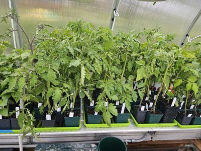 Heirloom Tomato plants, $2 each