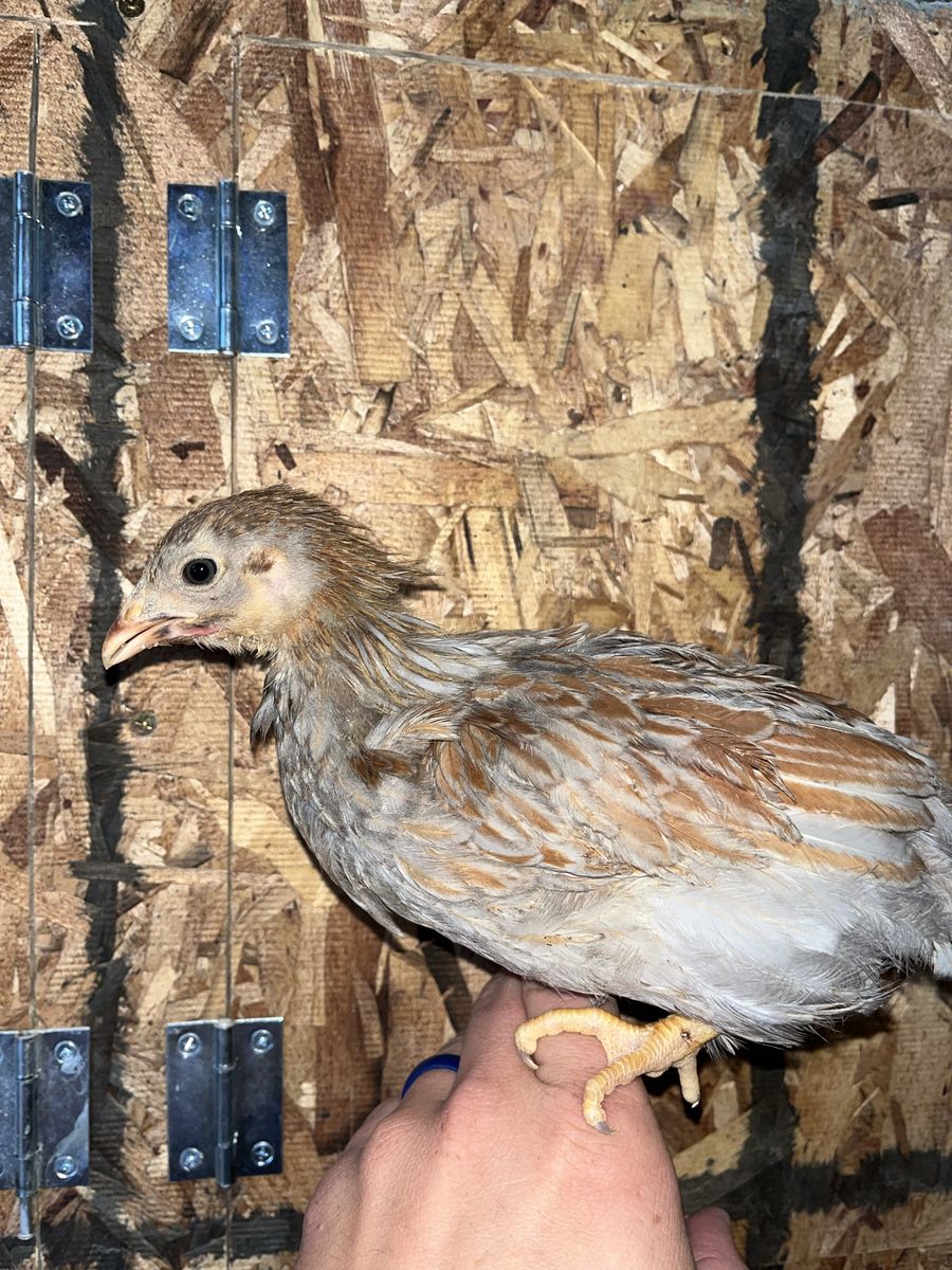 Blue Laced Red Wyandotte Chicks