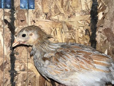 Blue Laced Red Wyandotte Chicks