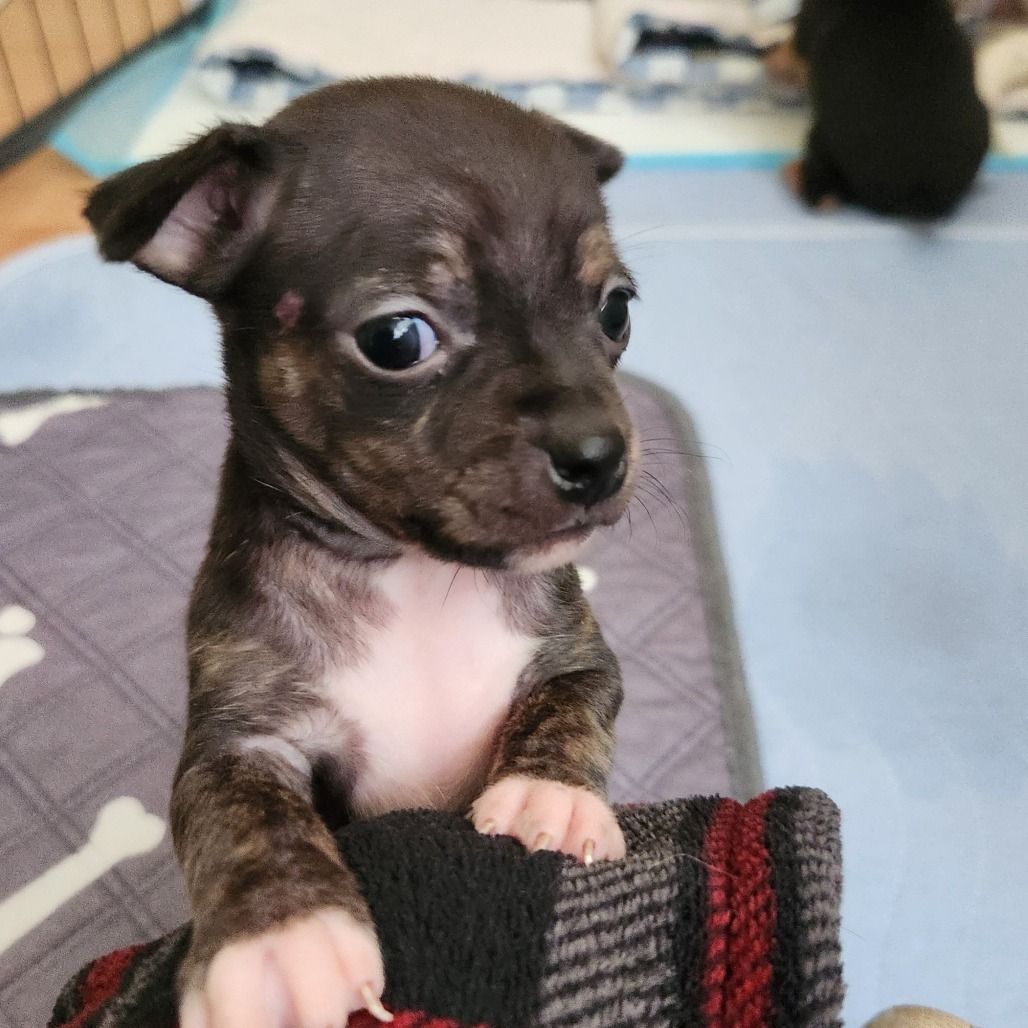 Hello my name is Clover