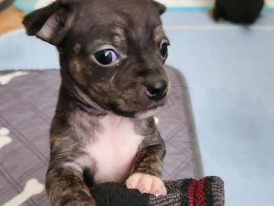Hello my name is Clover