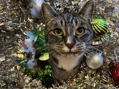 Hello my name is Kisser