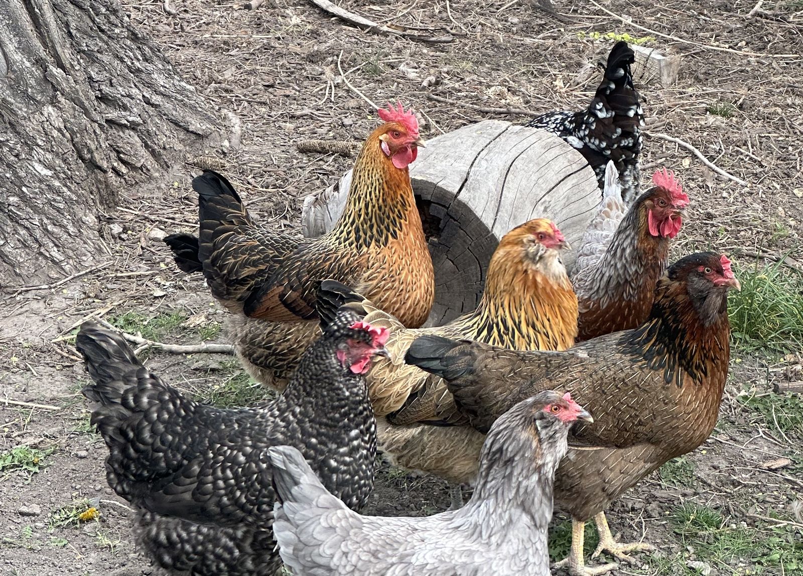 6 Hens for sale