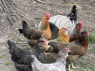 6 Hens for sale