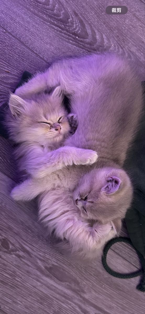 British shorthair - 3 available