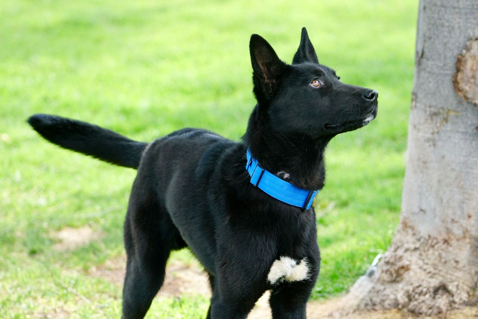 Meet Lachlan – Your Next Adventure Buddy!