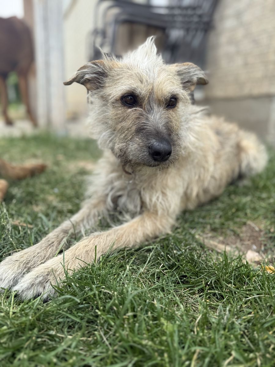 Terrier Mix