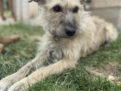 Terrier Mix