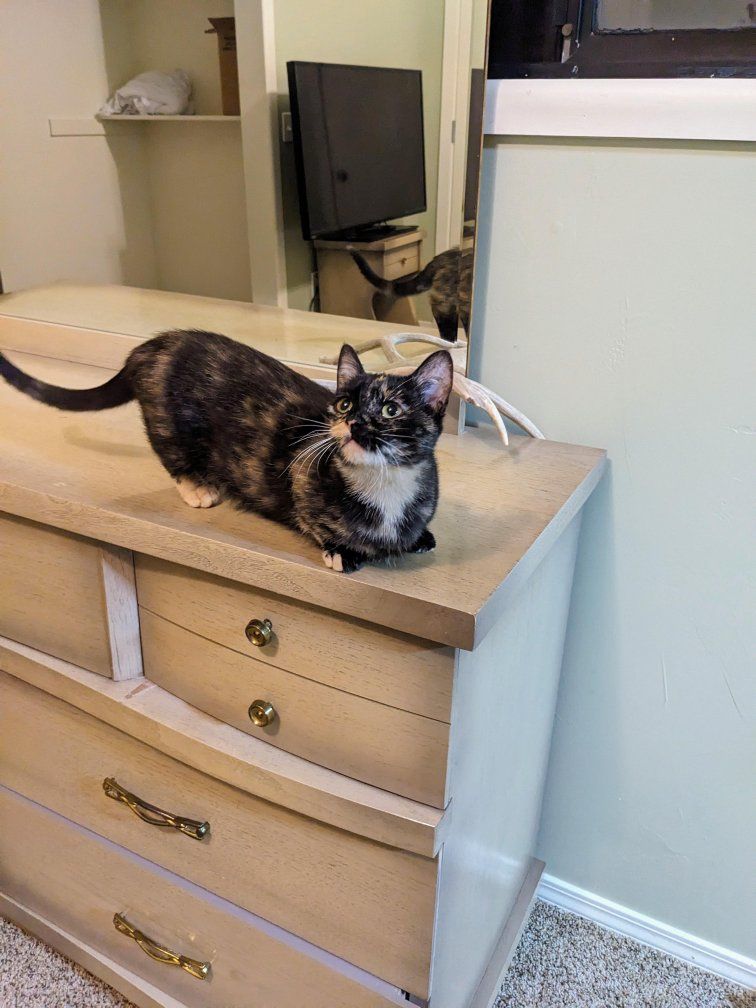 Tortoiseshell Munchkin Cat female one year old