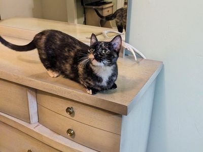 Tortoiseshell Munchkin Cat female one year old