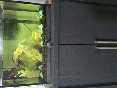 5gal fish tank with stand