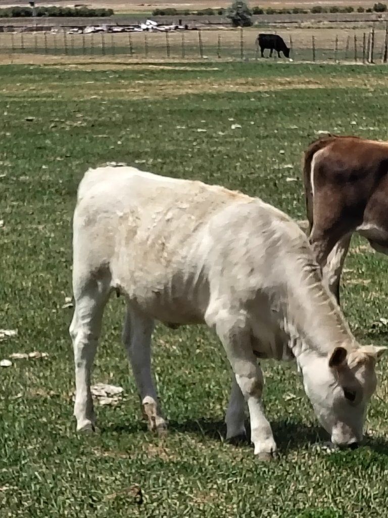 charlais year old calf