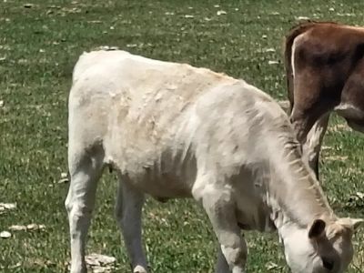 charlais year old calf