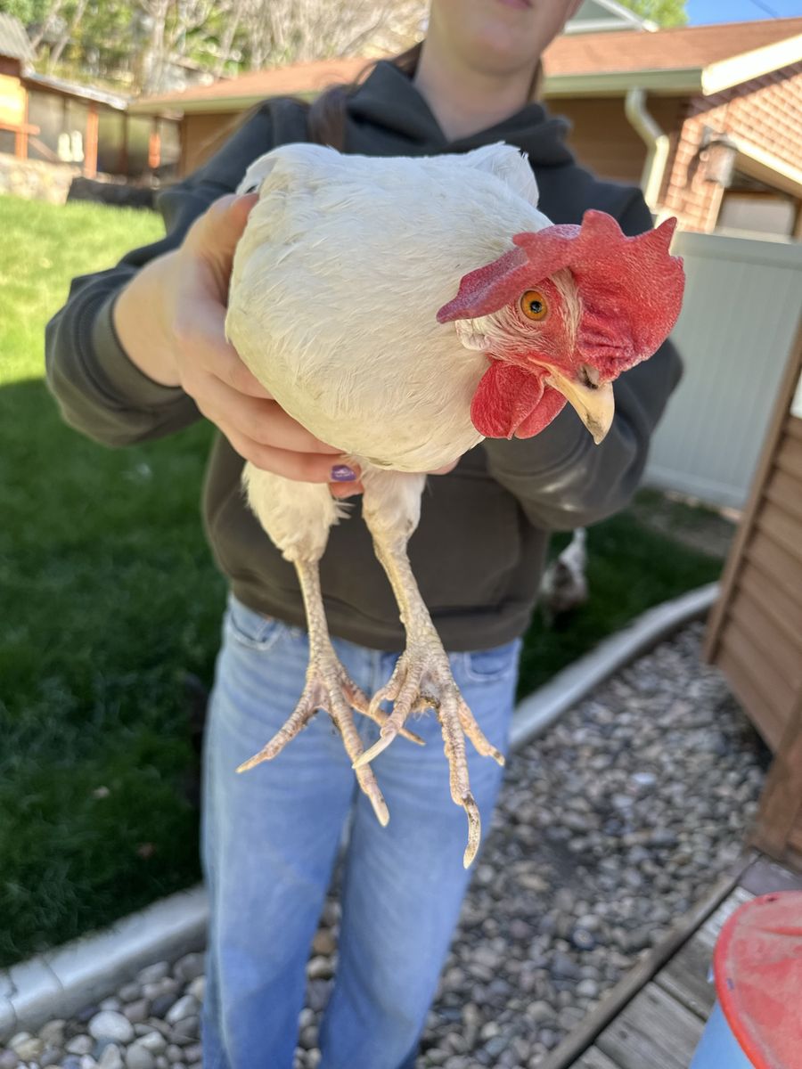 Free Spent Hen