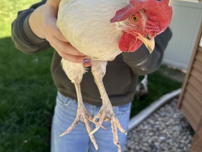 Free Spent Hen