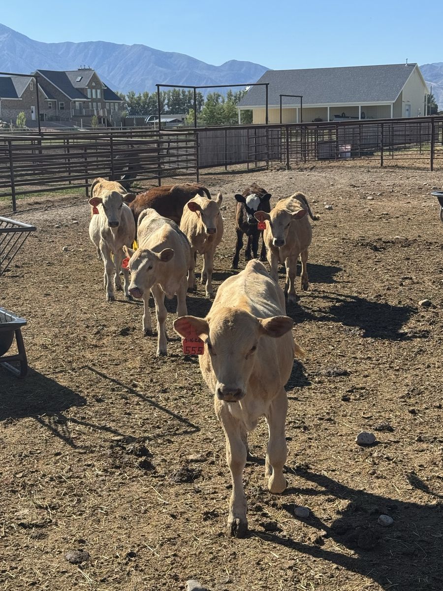 5 Charolais Cross Calves  