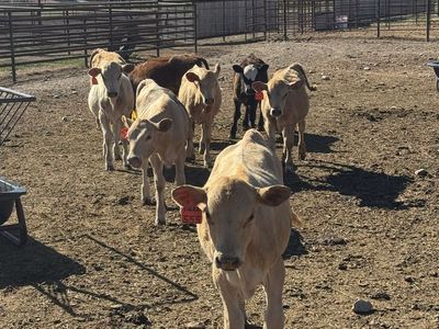 5 Charolais Cross Calves