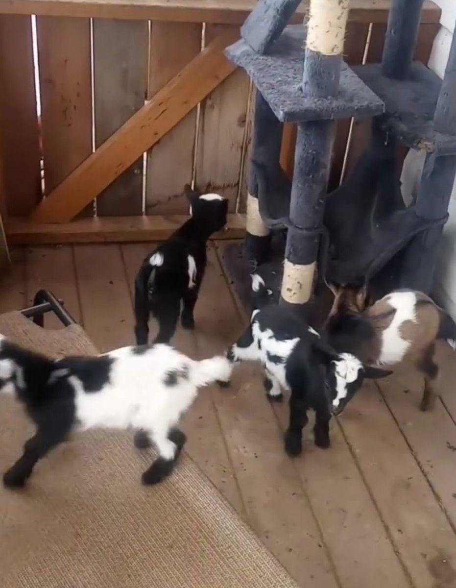 baby goats