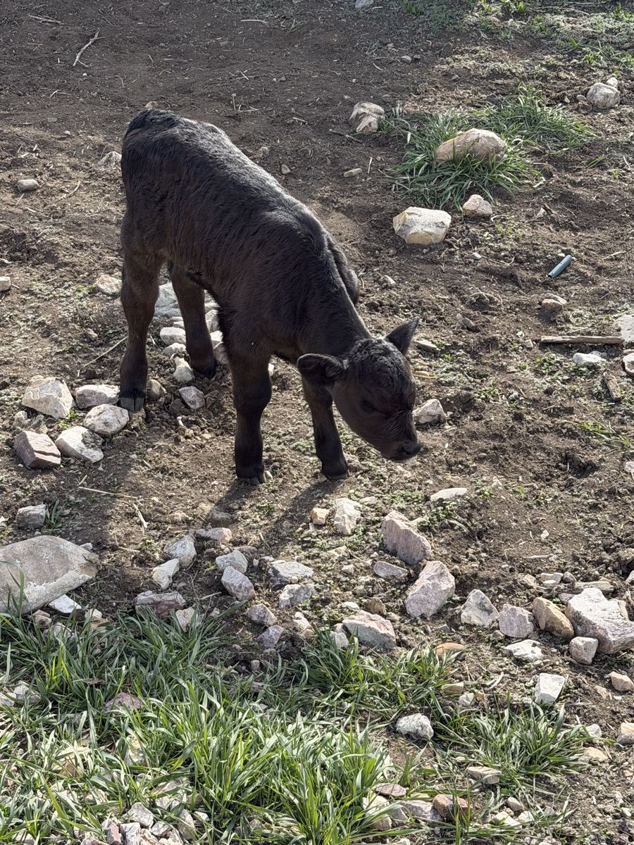 Heifer Calf