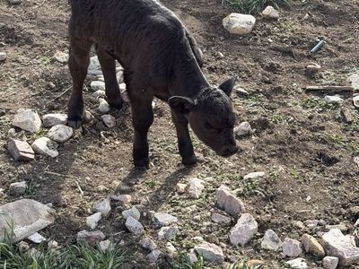 Heifer Calf