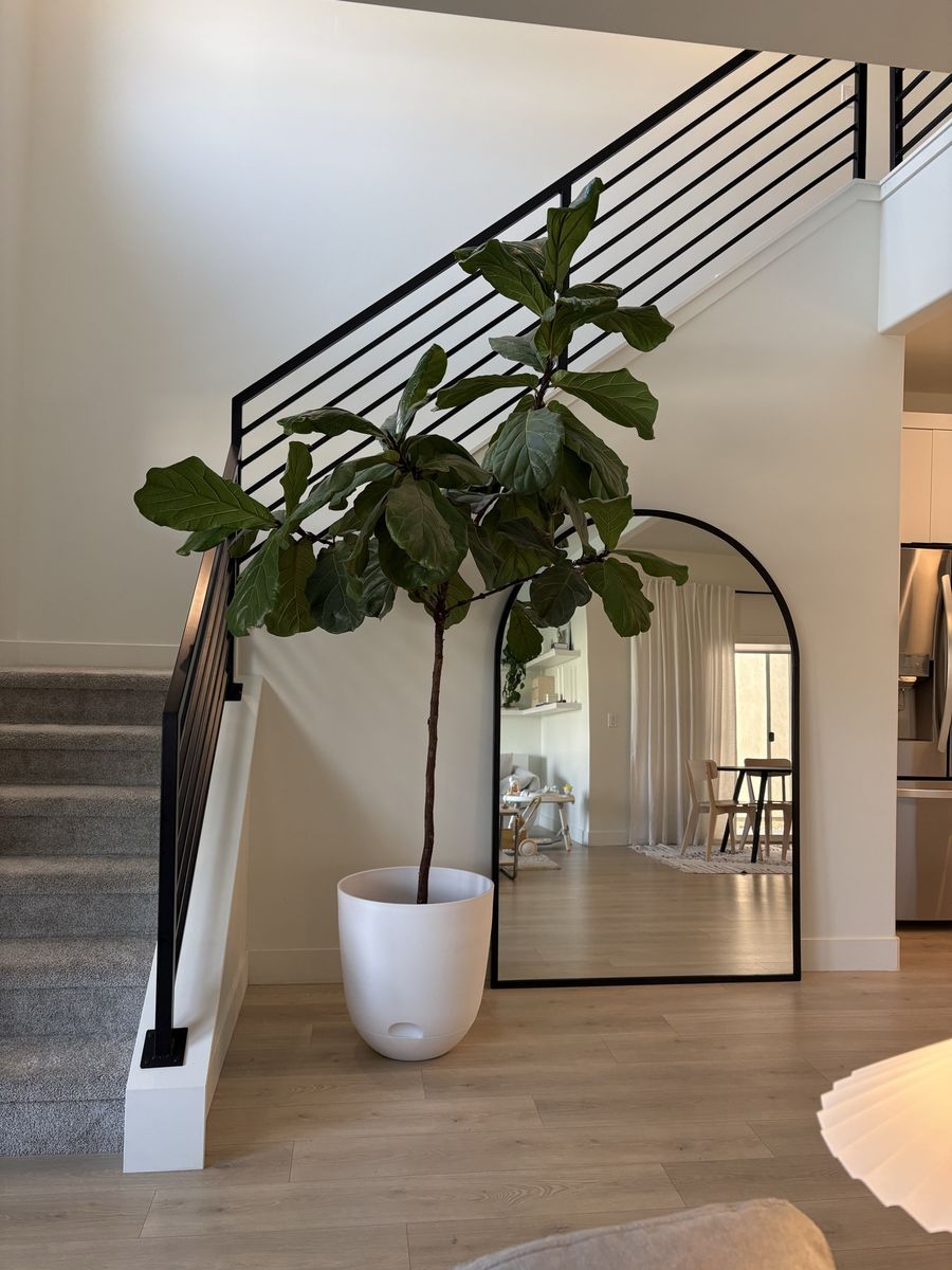 9 Foot Fiddle Leaf Fig Tree w/ White Pot