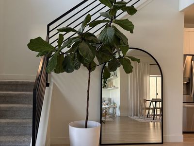 9 Foot Fiddle Leaf Fig Tree w/ White Pot